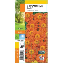 CHRYSANTHEMUM 'Scarlet' G8