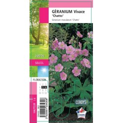 GERANIUM maculatum 'Beth...