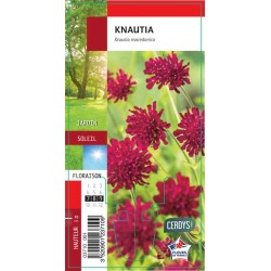KNAUTIA G8