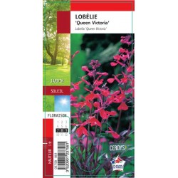 LOBELIA 'Queen Victoria' G8