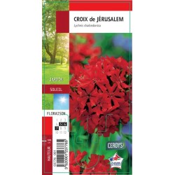 SILENE chalcedonica G8