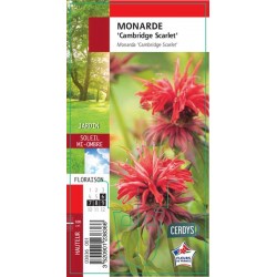 MONARDA 'Cambridge Scarlet' G8