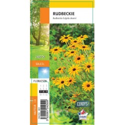 RUDBECKIA G8