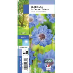 SCABIOSA caucasica...