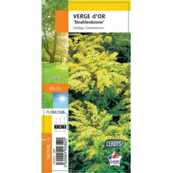 SOLIDAGO 'Strahlenkrone' G8