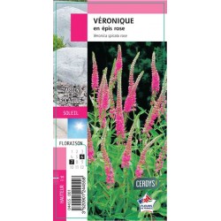 VERONICA spicata rose G8