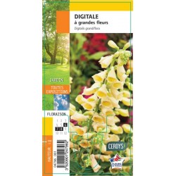 DIGITALIS grandiflora G8
