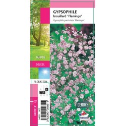 GYPSOPHILA paniculata...
