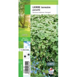 HEDERA Panache G8