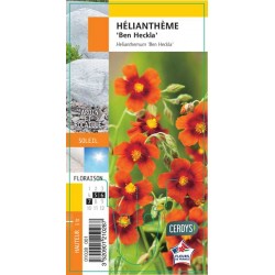 HELIANTHEMUM 'Ben Heckla' G8