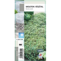 RAOULIA australis G8