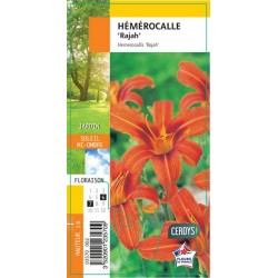 HEMEROCALLIS 'Rajah' G8