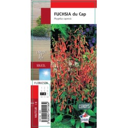 PHYGELIUS capensis G8