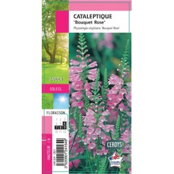 PHYSOSTEGIA virginiana...