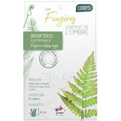 DRYOPTERIS erythrosora C1L