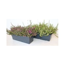 CALLUNA Beauty Ladies®...