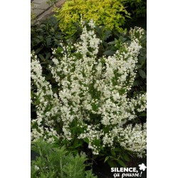 DEUTZIA gracilis FF 40/50...