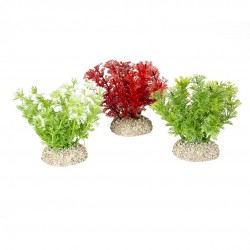 PLANTE HOTTONIA MIX NATUREL...