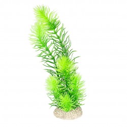 PLANTE HORNWORT M H24 vert...