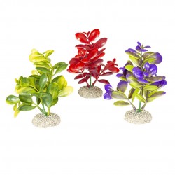 PLANTE CRASSULA M H16 AQUA...
