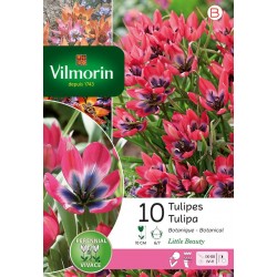 VILMORIN TULIPES botanique...