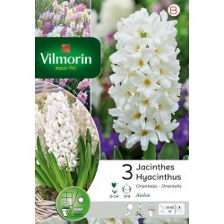 VILMORIN JACINTHES...