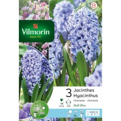 VILMORIN JACINTHES...