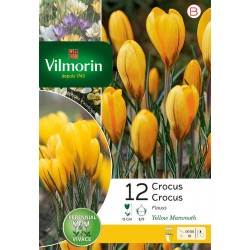 VILMORIN CROCUS flavus...