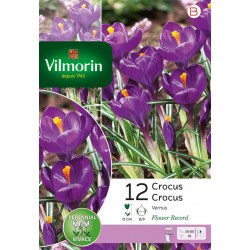 VILMORIN CROCUS vernus...
