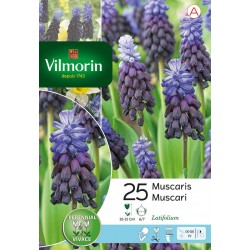 VILMORIN MUSCARIS...