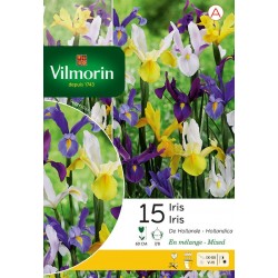 VILMORIN IRIS De Hollande...