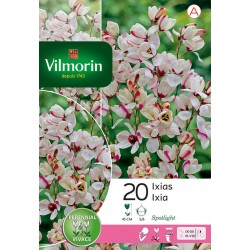 VILMORIN IXIAS Spotlight...