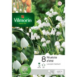 VILMORIN NIVÉOLE D'ÉTÉ...