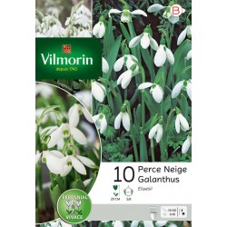 VILMORIN GALANTHUS Elwesii...