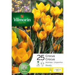 VILMORIN CROCUS chrysanthus...