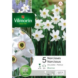 VILMORIN NARCISSES poeticus...