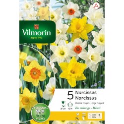 VILMORIN NARCISSES Grande...