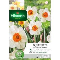VILMORIN NARCISSES petite...
