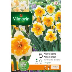 VILMORIN NARCISSES fleur...