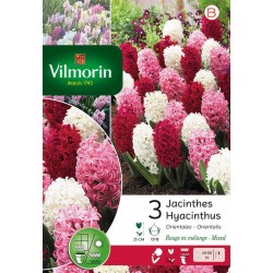 VILMORIN JACINTHES...