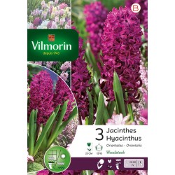 VILMORIN JACINTHES...
