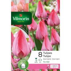 VILMORIN TULIPES x darwin...
