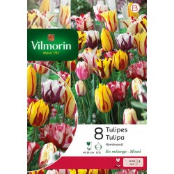 VILMORIN TULIPES Rembrandt...