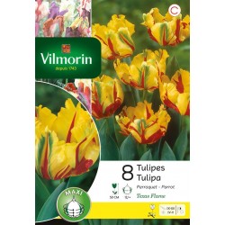 VILMORIN TULIPES perroquet...