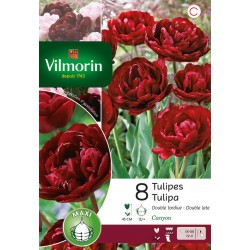 VILMORIN TULIPES double...