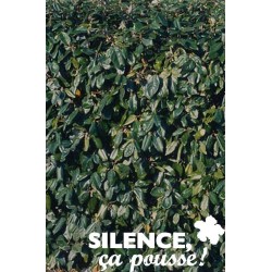 ELAEAGNUS submacrophylla...