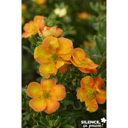 POTENTILLA fruticosa...