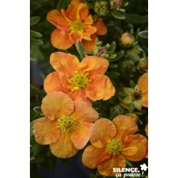 POTENTILLA fruticosa...