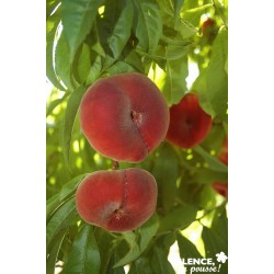 PECHER Flatqueen® COV GOB C10L