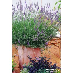 LAVANDULA intermedia...